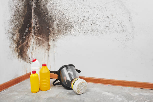 Best White Mold Remediation in Ford Heights, IL