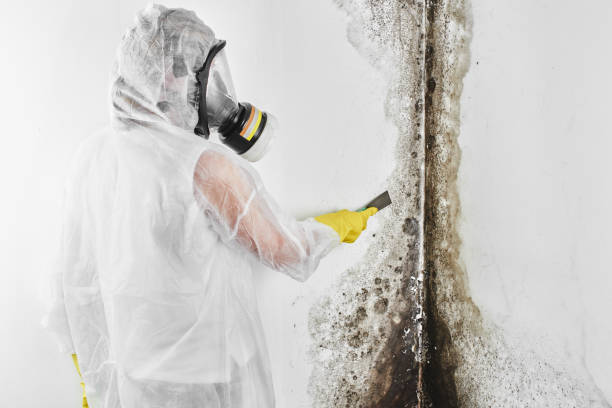 Best DIY Mold Remediation Support Services in Ford Heights, IL