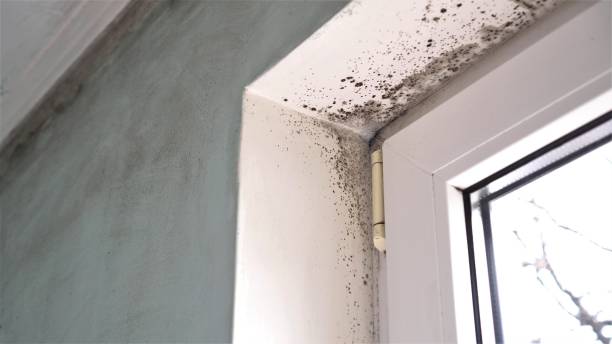 Best Basement Mold Remediation in Ford Heights, IL