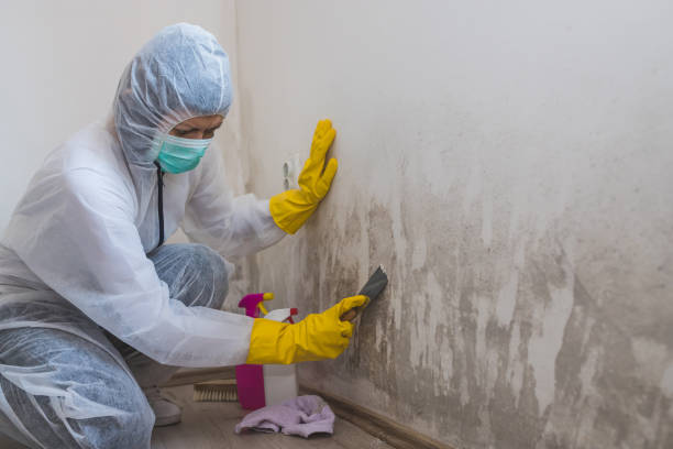 Best Crawl Space Mold Remediation in Ford Heights, IL