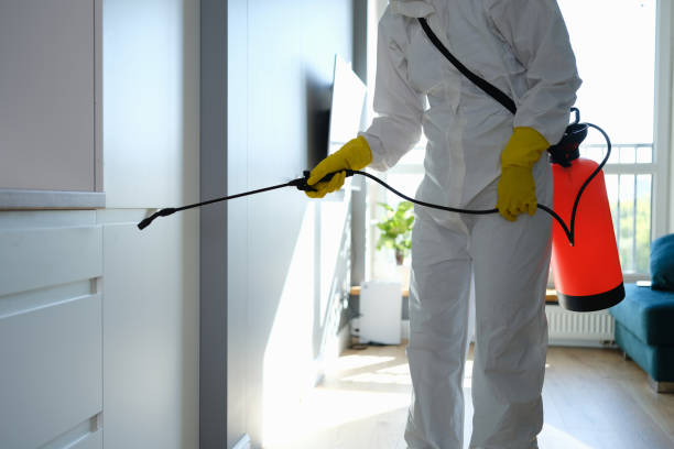 Reliable Ford Heights, IL Mold Remediation Solutions