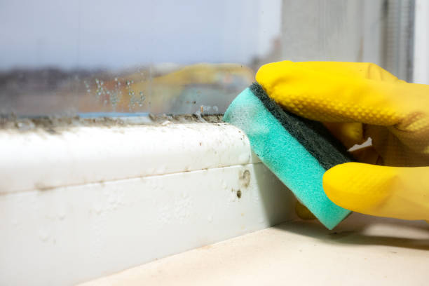 Best Residential Mold Remediation in Ford Heights, IL