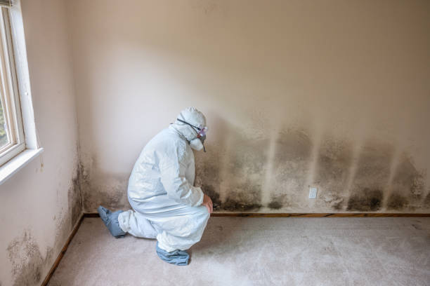 Best Black Mold Remediation in Ford Heights, IL