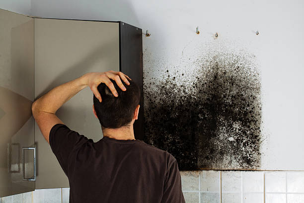 Best Mold Testing and Inspection Services in Ford Heights, IL