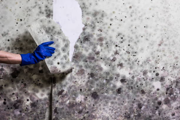 Best Emergency Mold Remediation in Ford Heights, IL