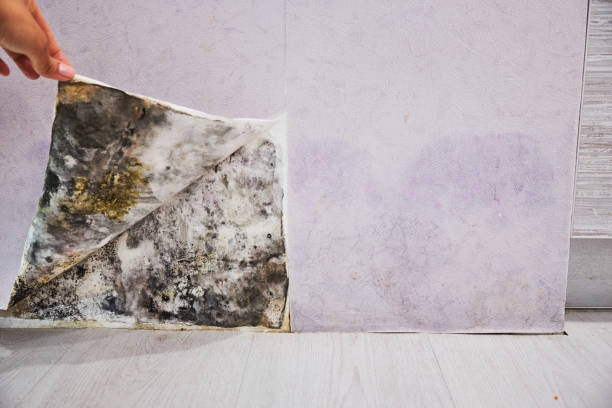 Best Health and Safety Mold Remediation in Ford Heights, IL